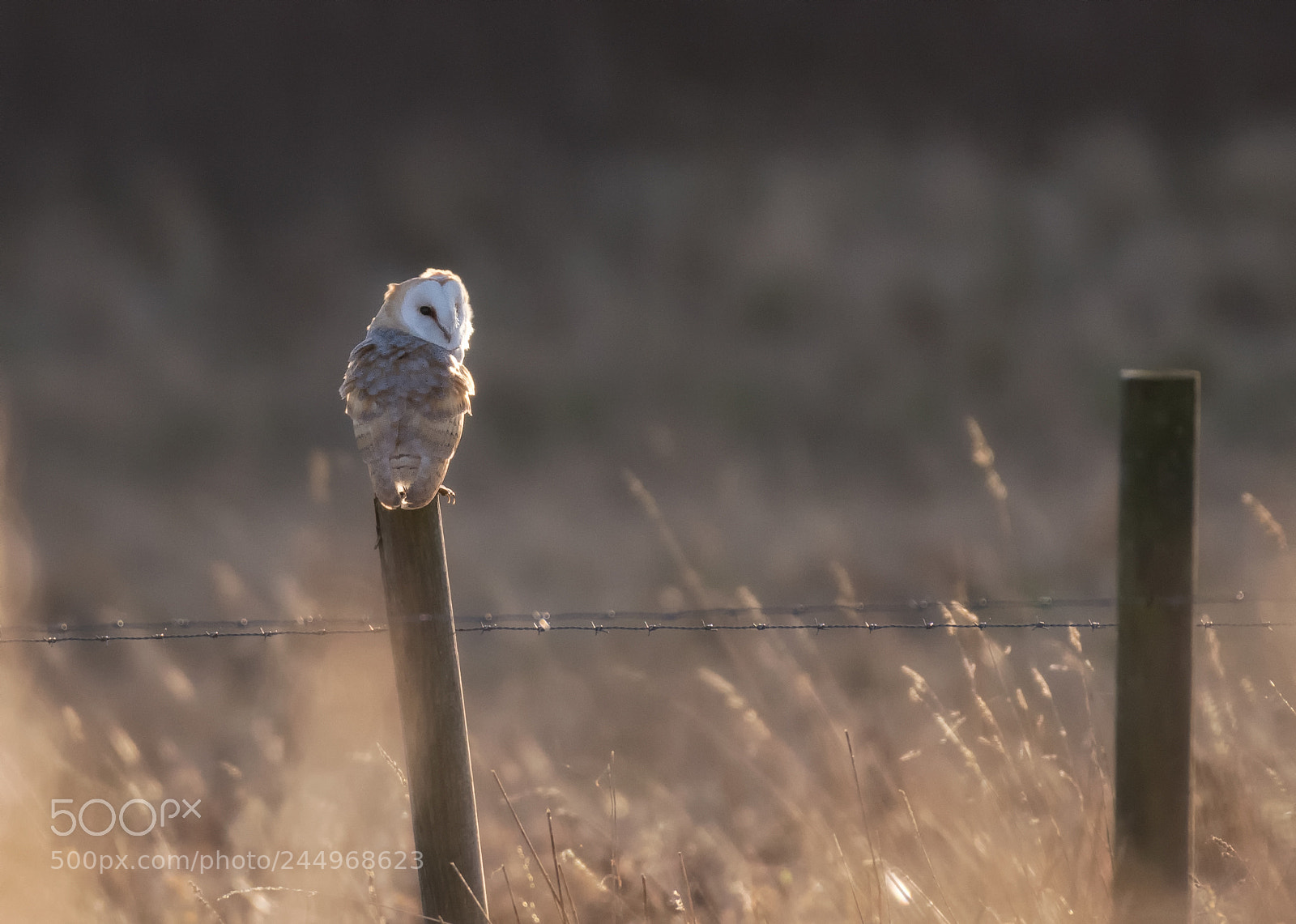 Nikon D850 sample photo. Barnie environment photography