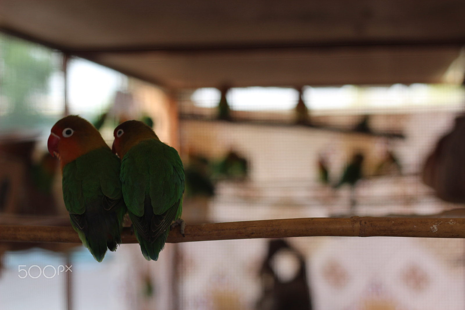 Canon EOS 1200D (EOS Rebel T5 / EOS Kiss X70 / EOS Hi) + Canon EF 50mm F1.8 II sample photo. Parrots photography