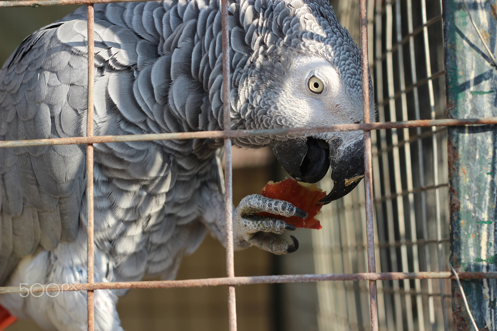 Canon EOS 1200D (EOS Rebel T5 / EOS Kiss X70 / EOS Hi) + Canon EF 50mm F1.8 II sample photo. Parrots photography