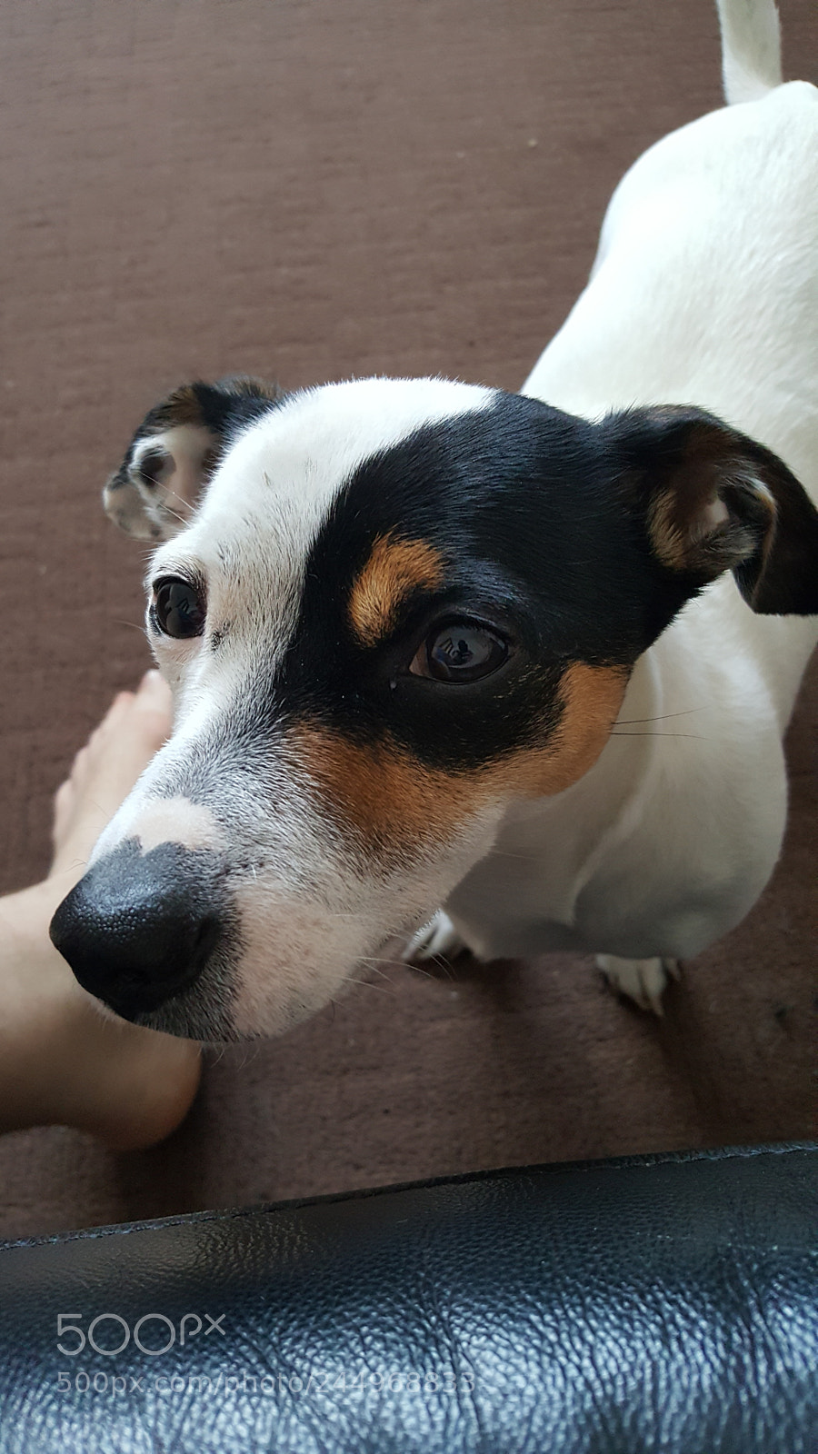 Samsung Galaxy S6 sample photo. Jack russell millie close photography