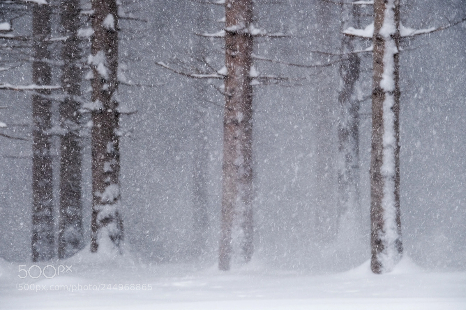 Fujifilm X-T2 sample photo. Tempesta di neve photography