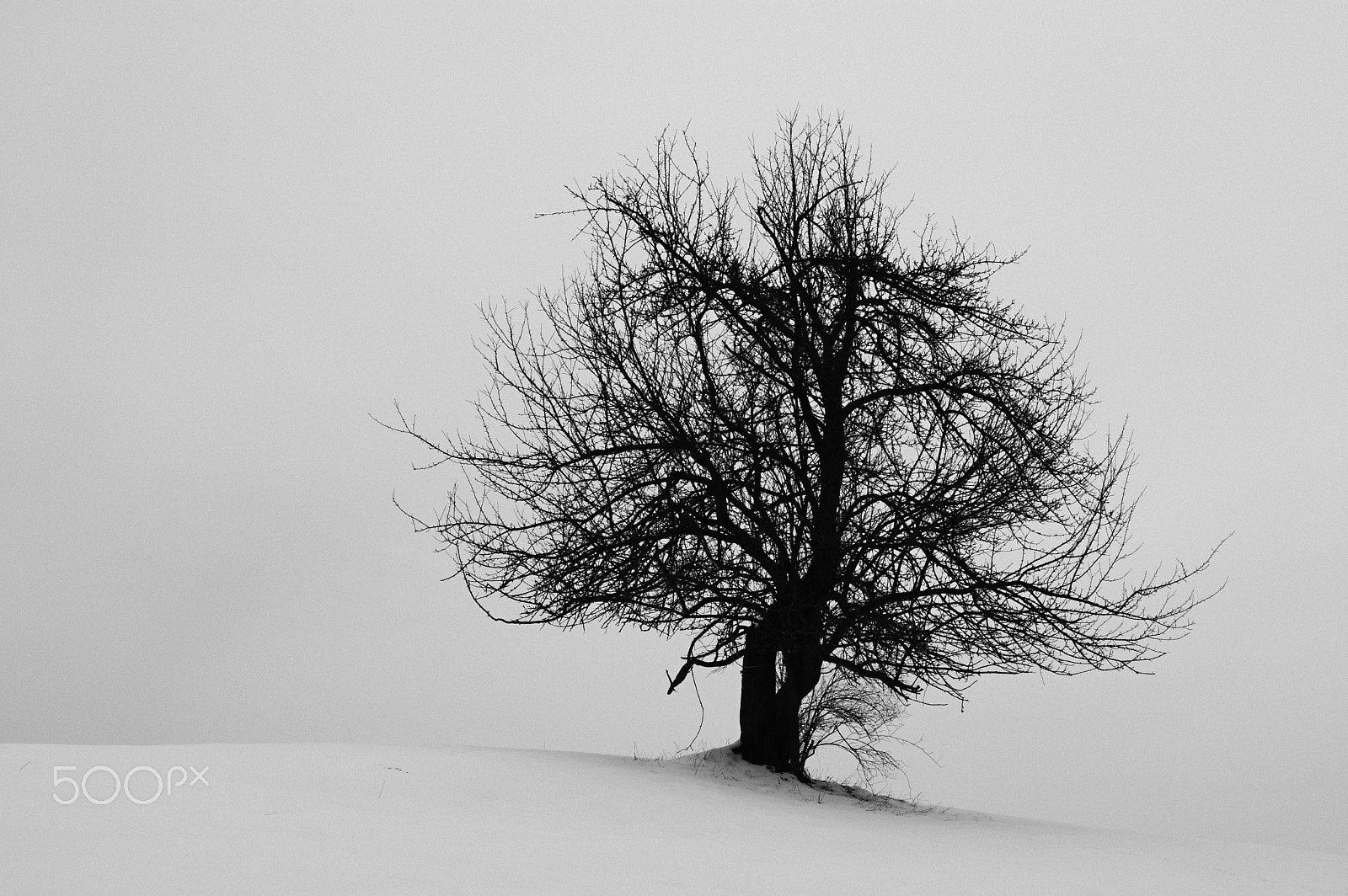 Pentax KP + HD Pentax DA 55-300mm F4.0-5.8 ED WR sample photo. Winter tree photography