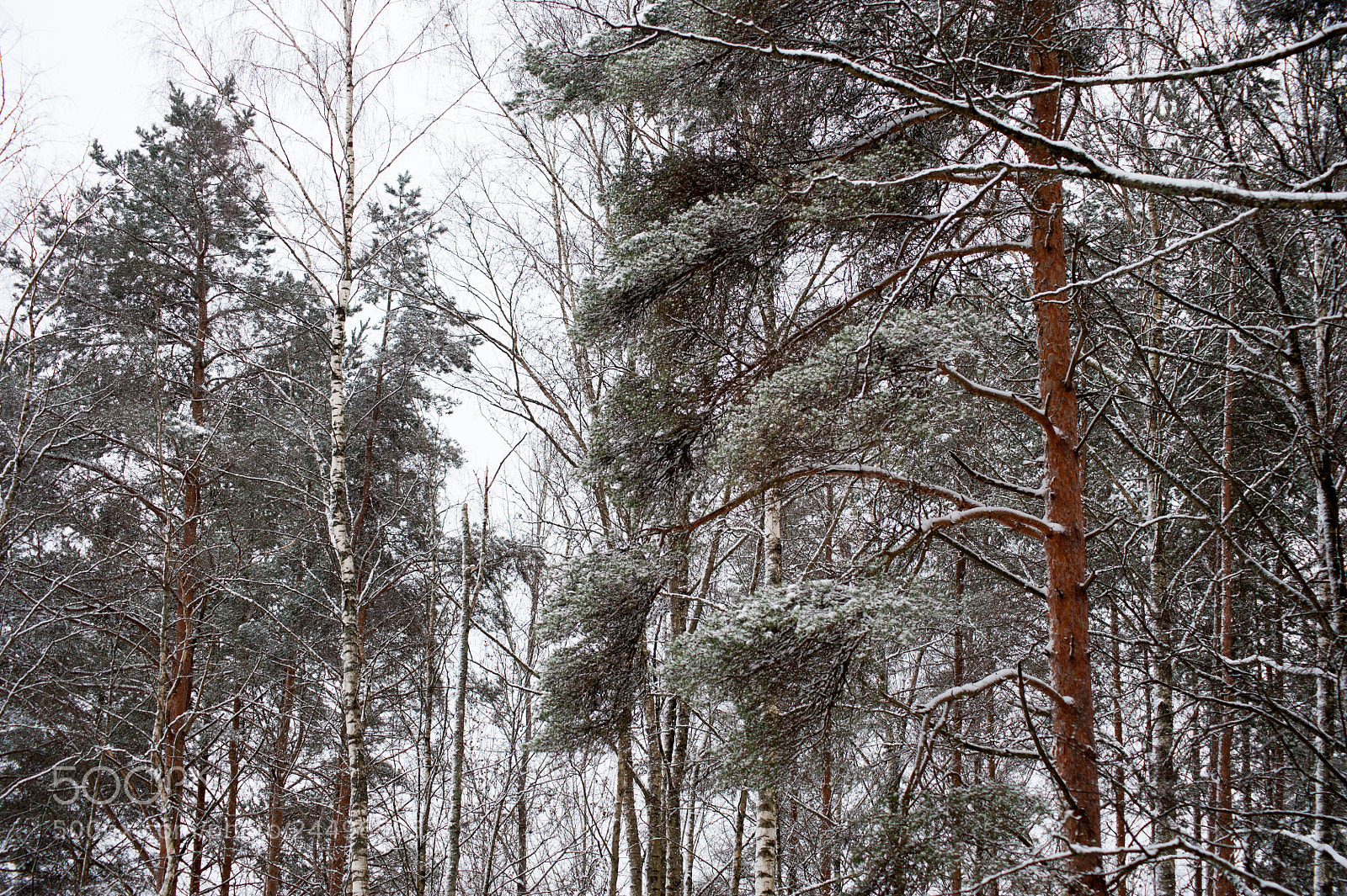 Nikon D700 sample photo. Tall and proud photography