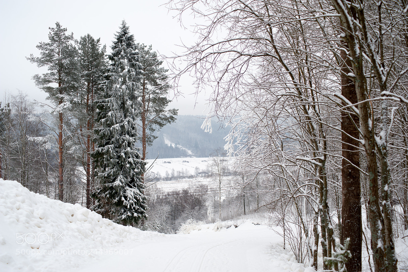 Nikon D700 sample photo. Winter lace photography