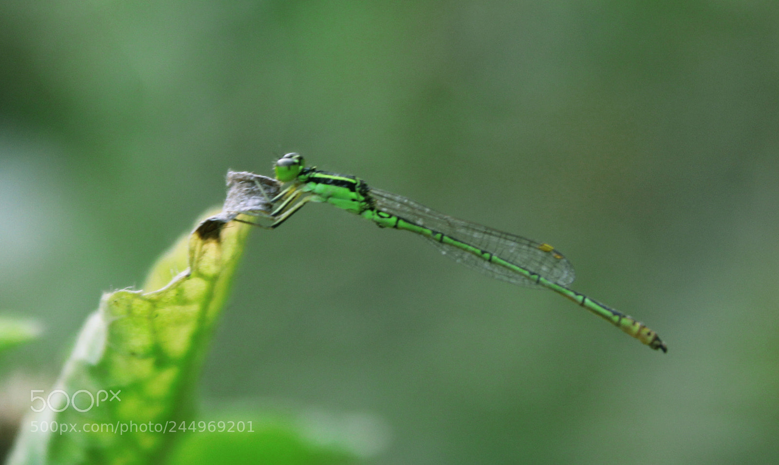 Canon EOS 1300D (EOS Rebel T6 / EOS Kiss X80) sample photo. Green hopper photography