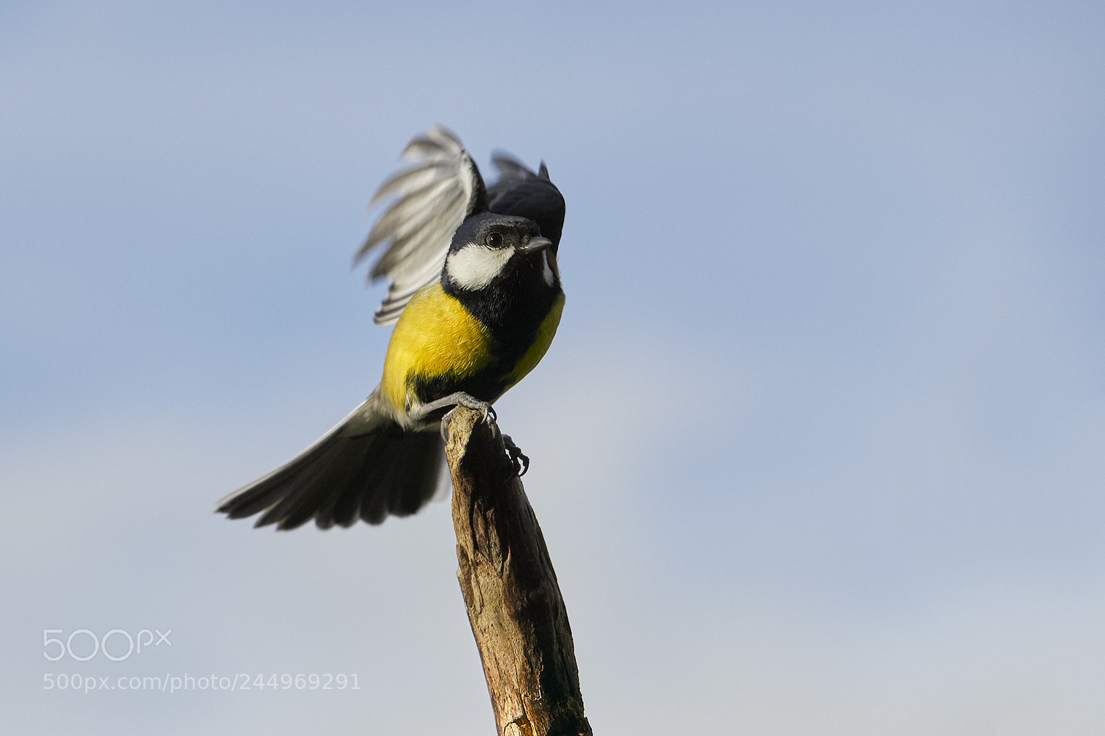Canon EOS-1D X Mark II sample photo. The first flap photography