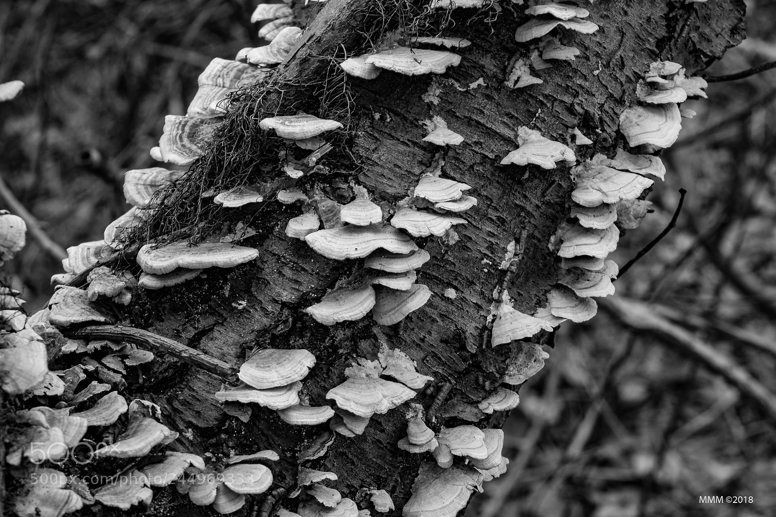 Canon EOS 77D (EOS 9000D / EOS 770D) sample photo. Scallopped photography