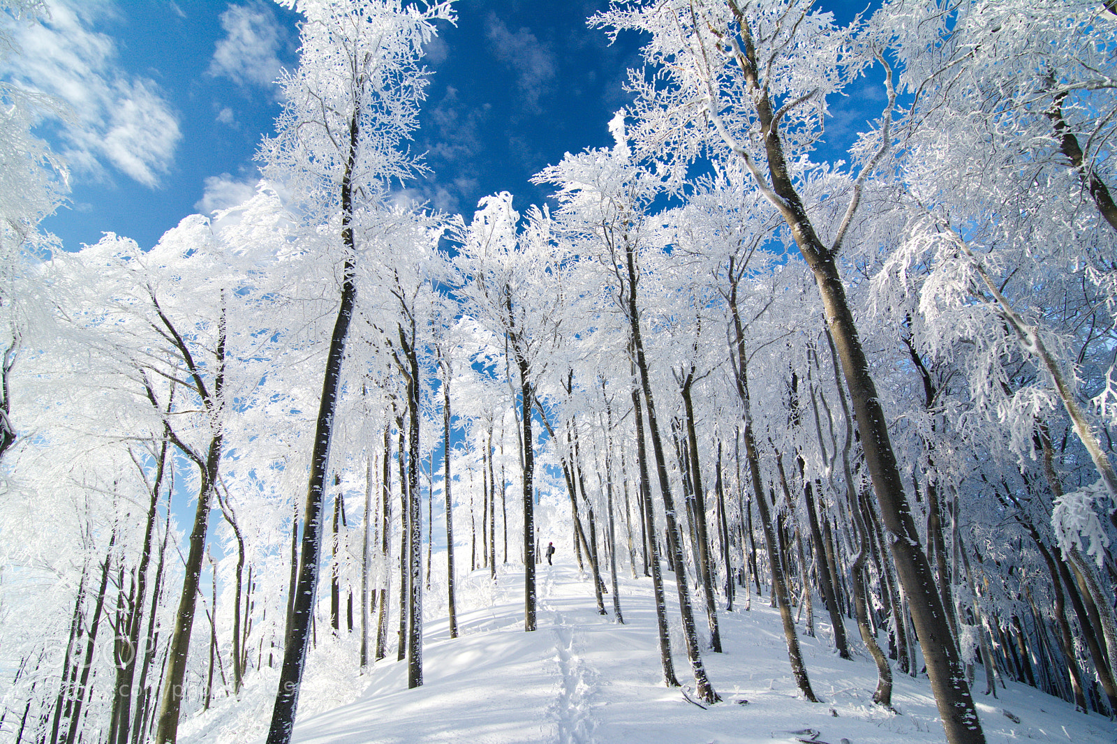 Nikon D7100 sample photo. White paradise photography