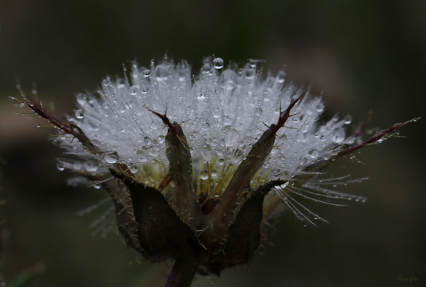 Canon EF 100mm F2.8L Macro IS USM sample photo. Jewellery in nature... photography