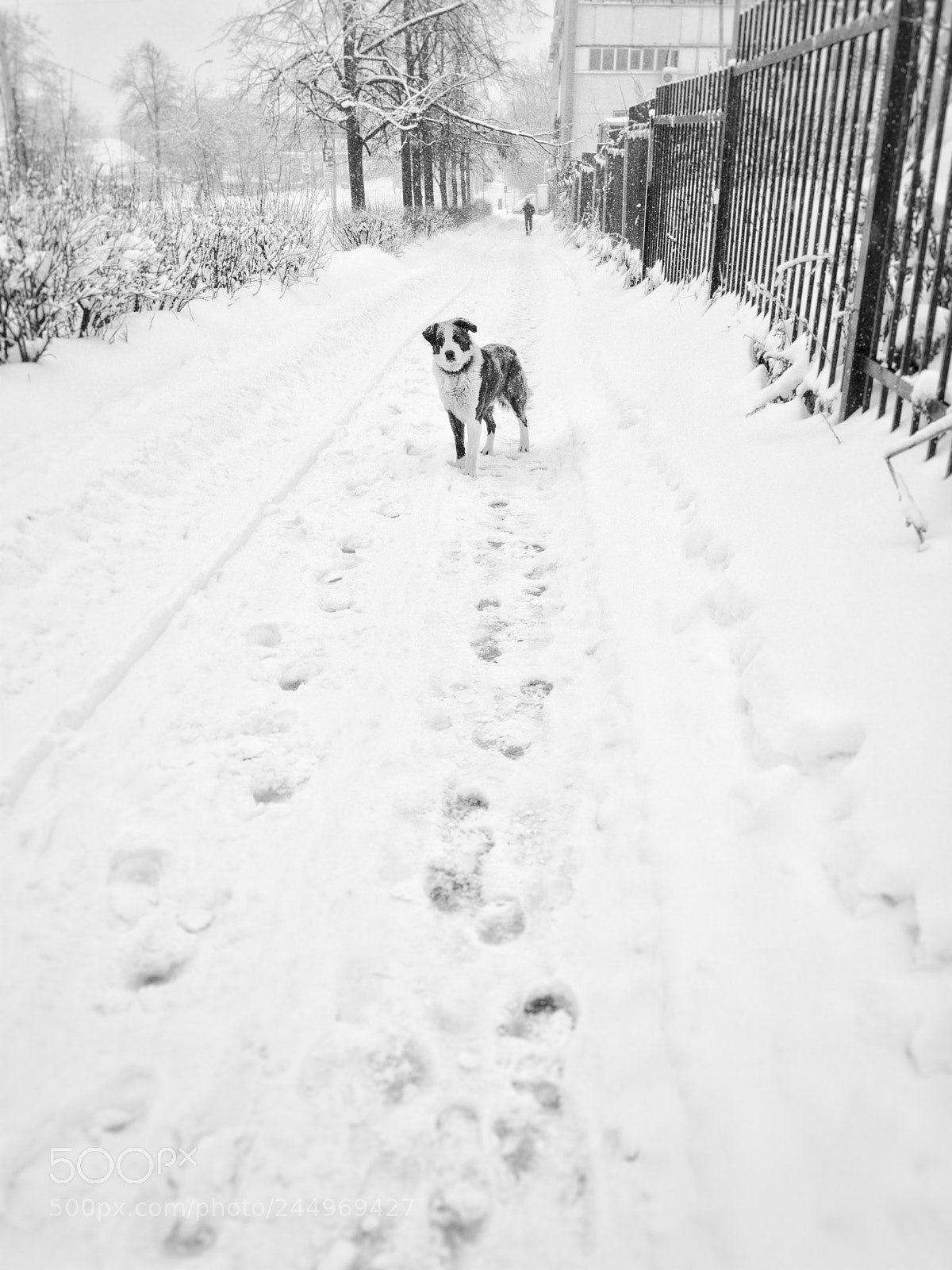 Apple iPhone 6s Plus sample photo. Thru the snow photography