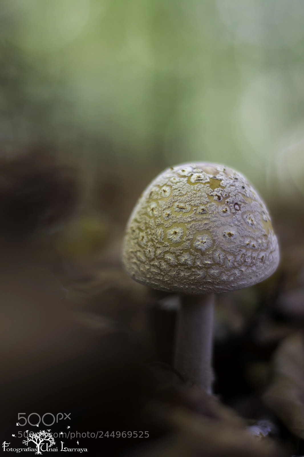 Canon EOS 7D Mark II sample photo. Amanita pantherina entre las photography