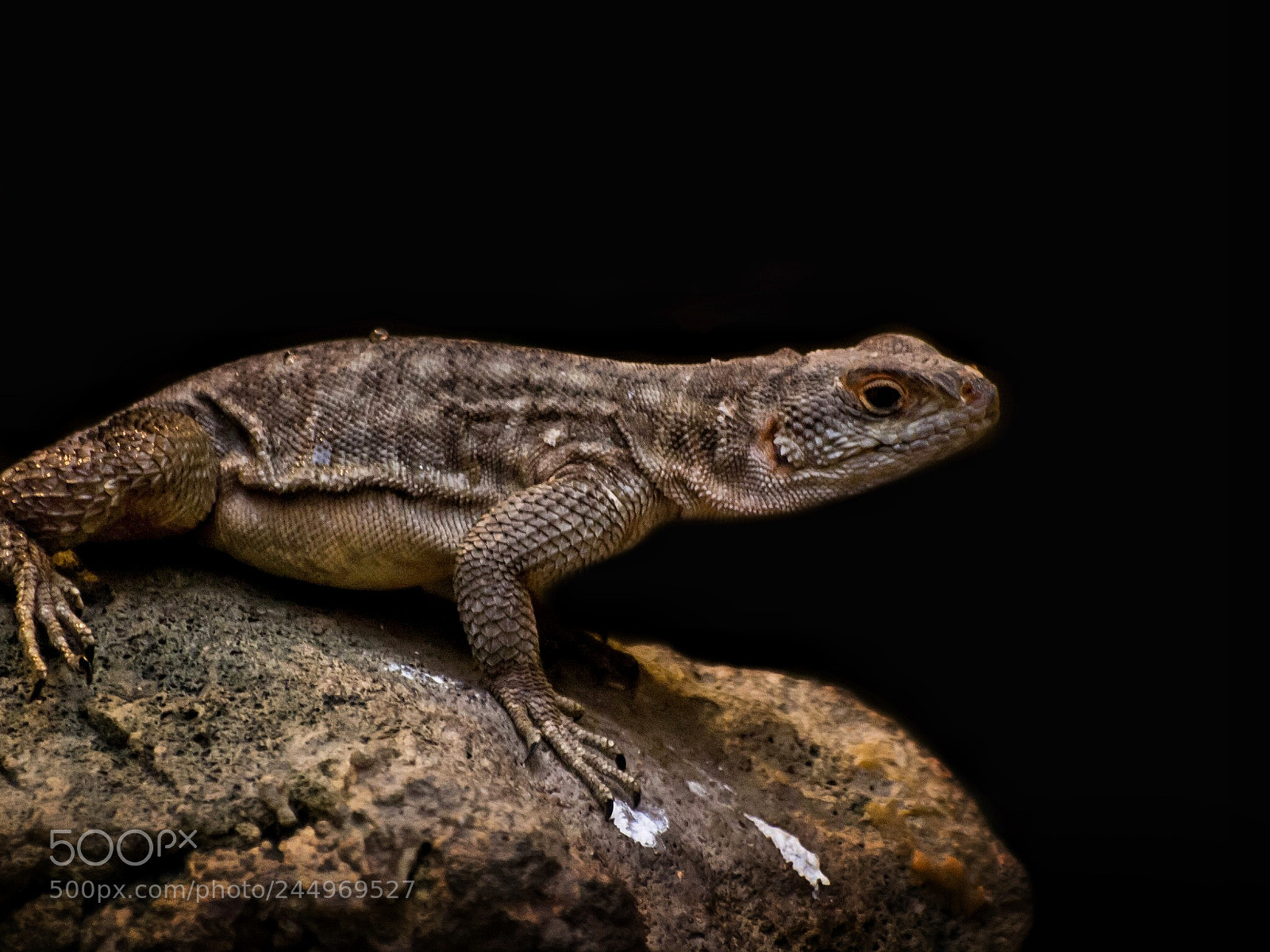 Olympus E-5 sample photo. Lizard photography