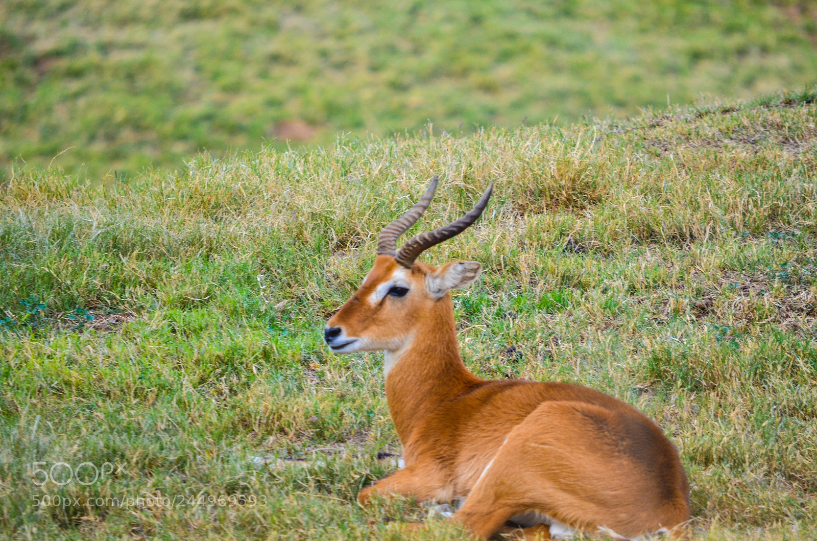 Nikon D5100 sample photo. Deer photography