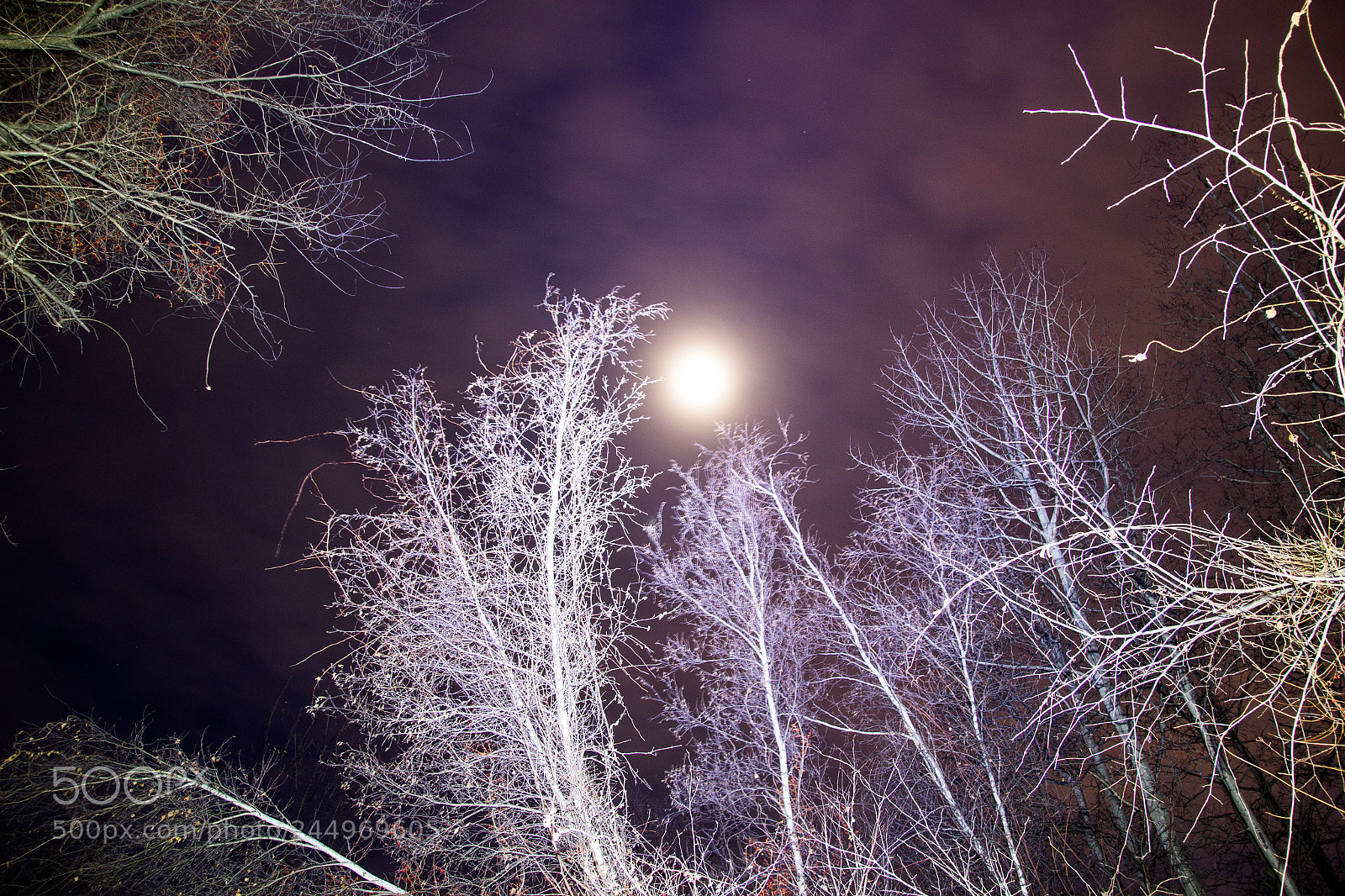 Canon EOS 100D (EOS Rebel SL1 / EOS Kiss X7) sample photo. Forest of night photography