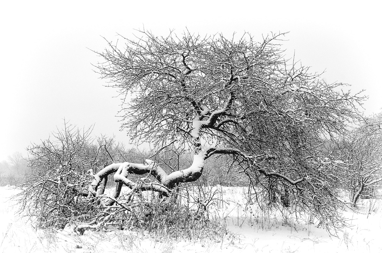 Nikon D90 sample photo. Old apple tree photography