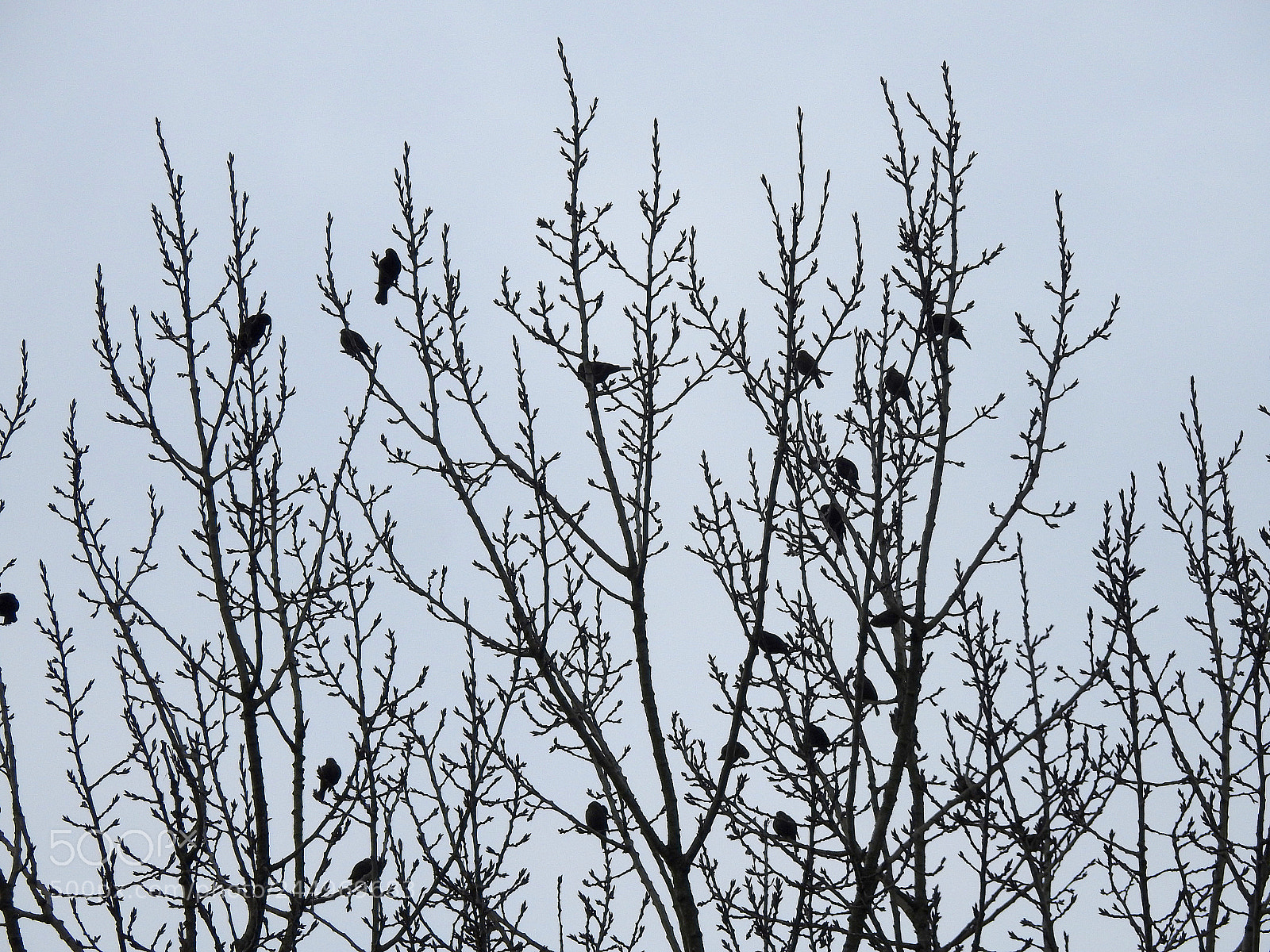 Nikon Coolpix P900 sample photo. Red-winged blackbirds photography
