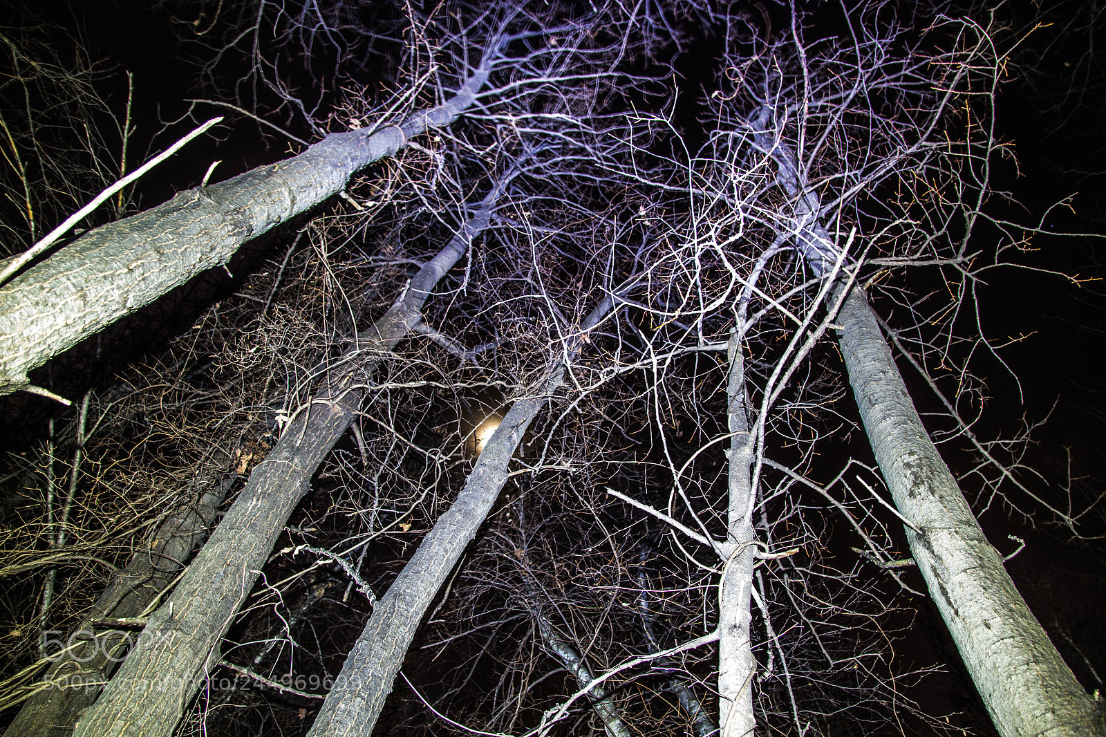 Canon EOS 100D (EOS Rebel SL1 / EOS Kiss X7) sample photo. Forest of light photography