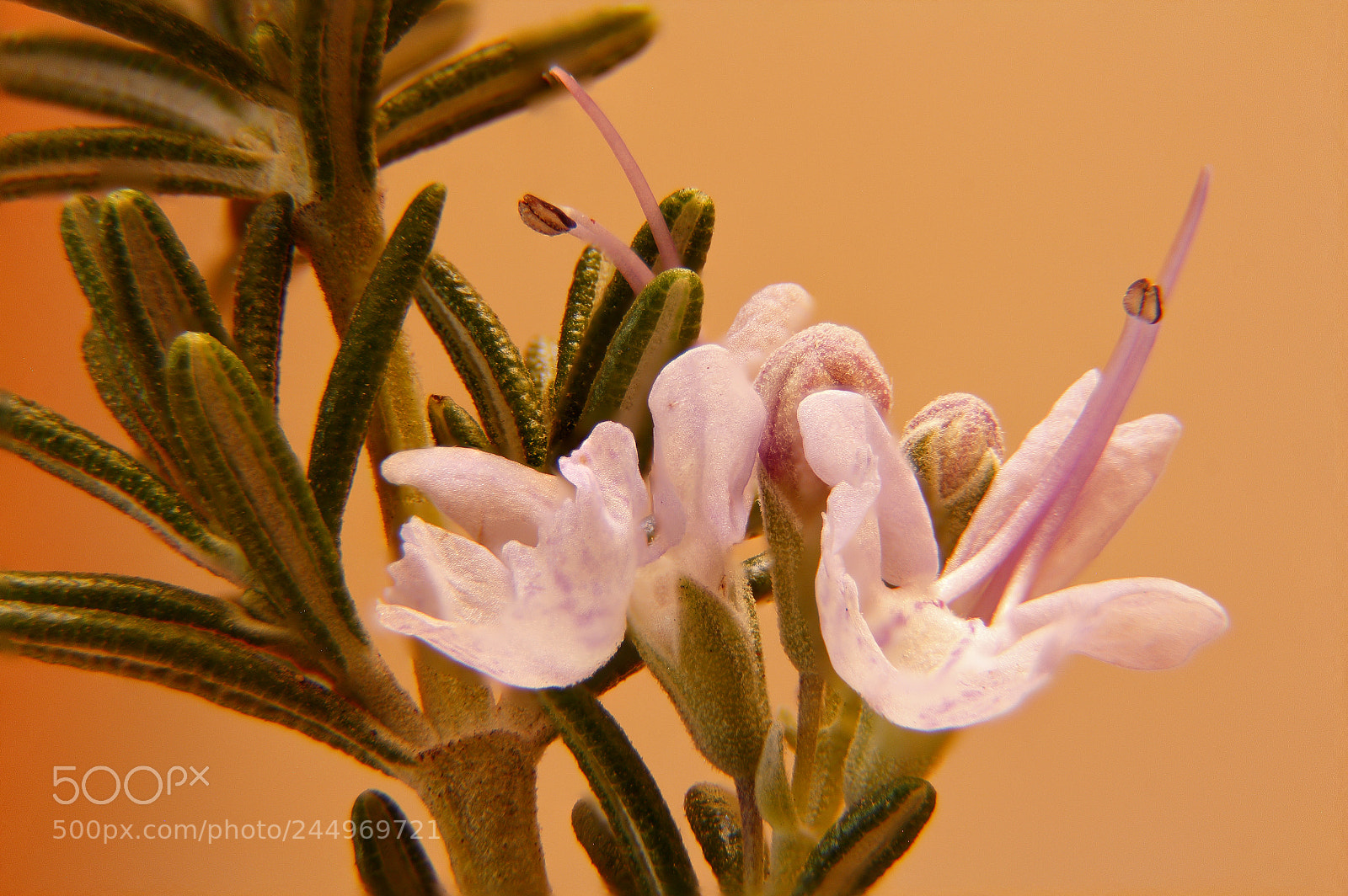 Canon EOS 60D sample photo. Flor de romero. photography