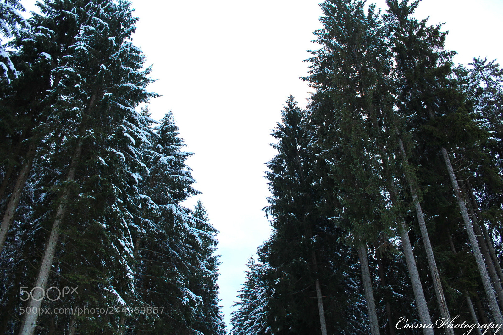 Canon EOS 1300D (EOS Rebel T6 / EOS Kiss X80) sample photo. Tannenwald ? ❄️ photography