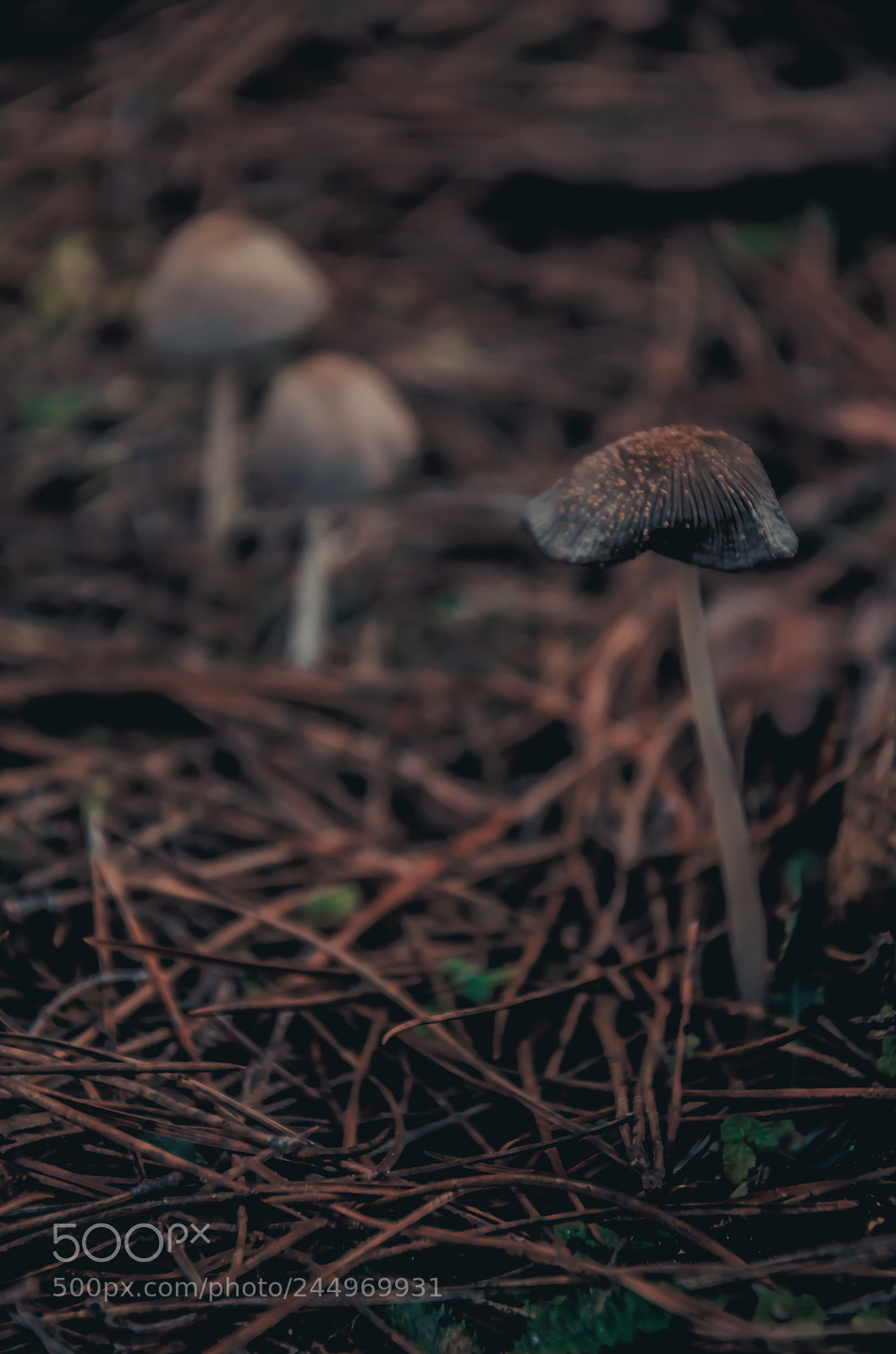 Nikon D5100 sample photo. Dsc photography