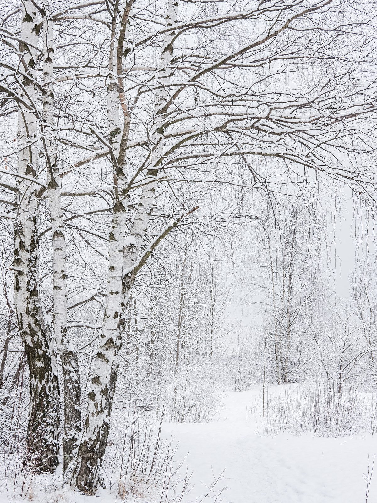 Fujifilm X-Pro2 sample photo. Winter in oslo photography