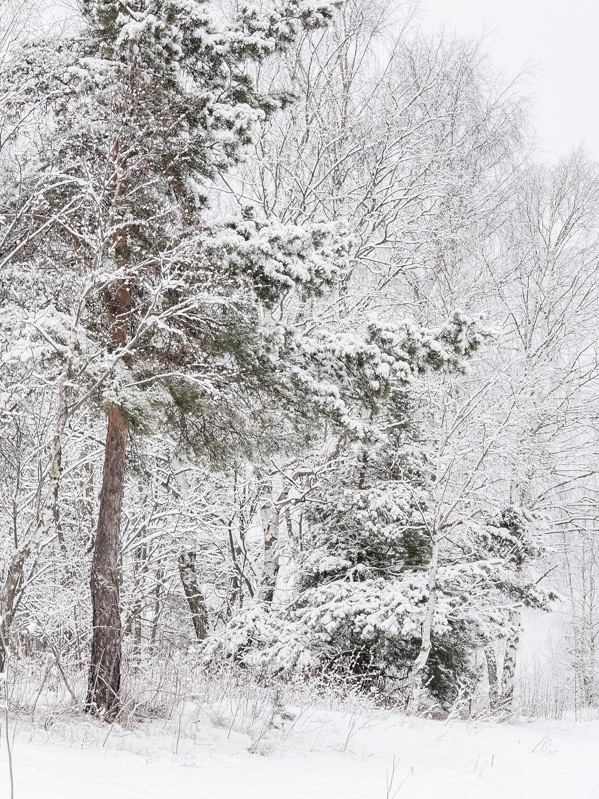 Fujifilm X-Pro2 sample photo. Winter in oslo photography
