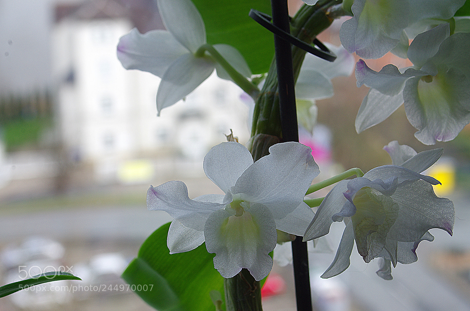 Pentax K-5 sample photo. Soligor 35-70mm macro photography