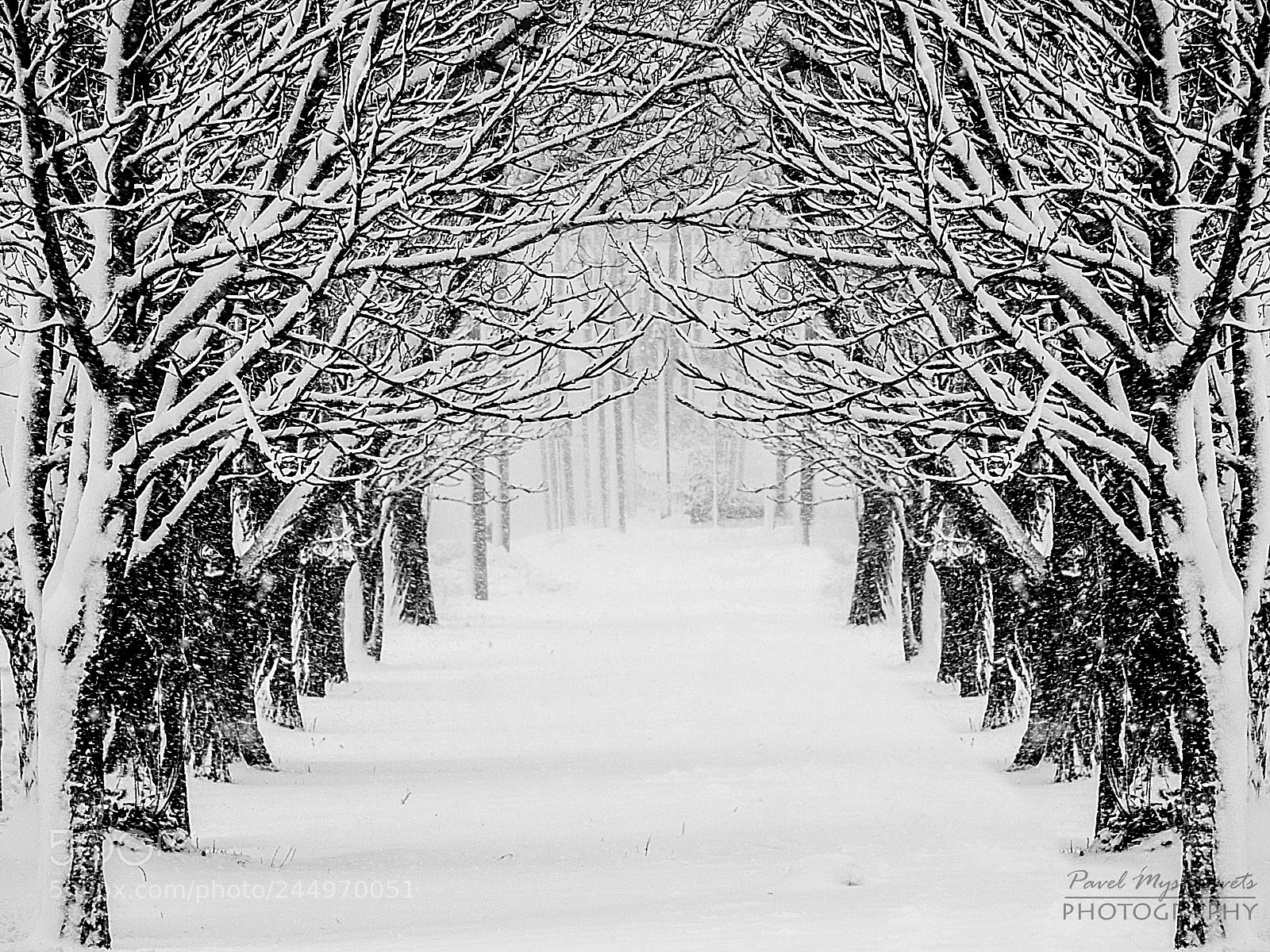 Panasonic DMC-FZ50 sample photo. Winter path photography