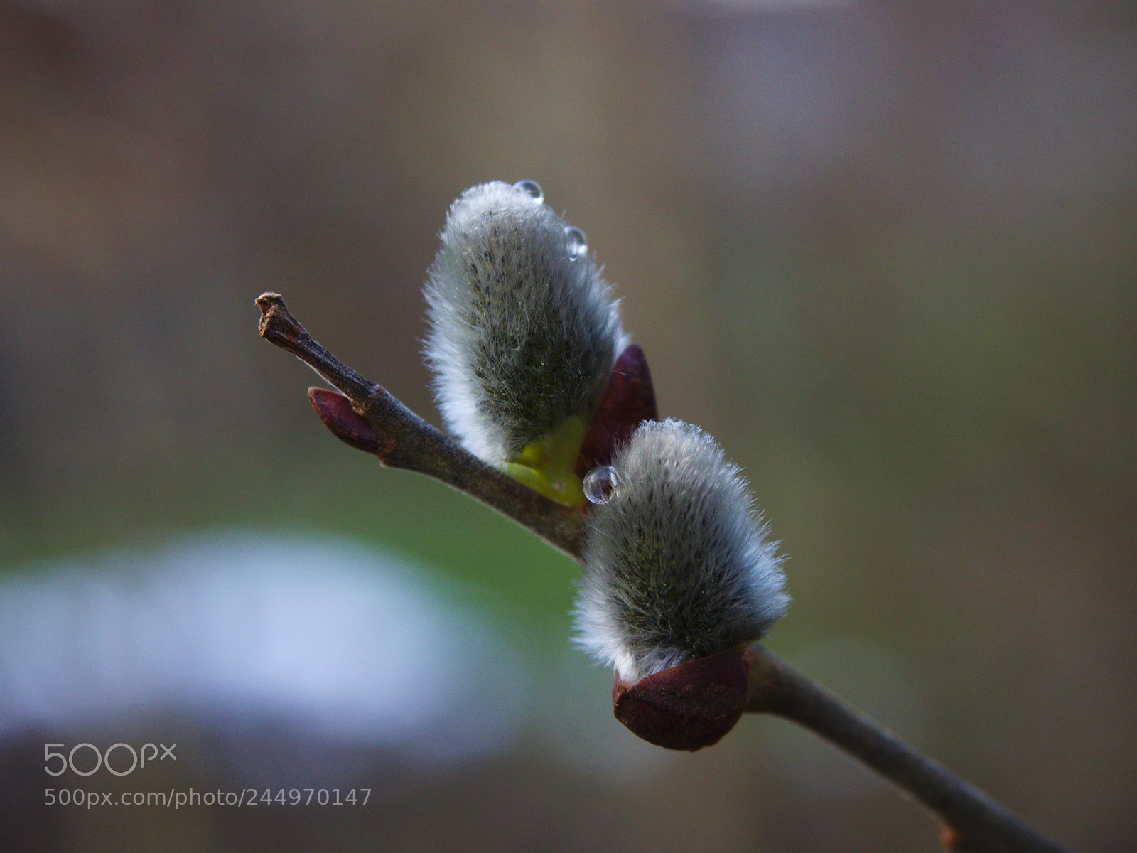 Olympus PEN E-PL5 sample photo. Herald of spring photography