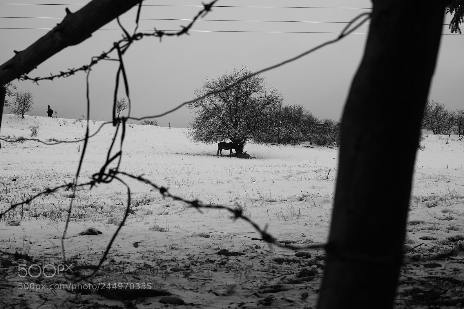 Sigma DP2 Merrill sample photo. Horses photography