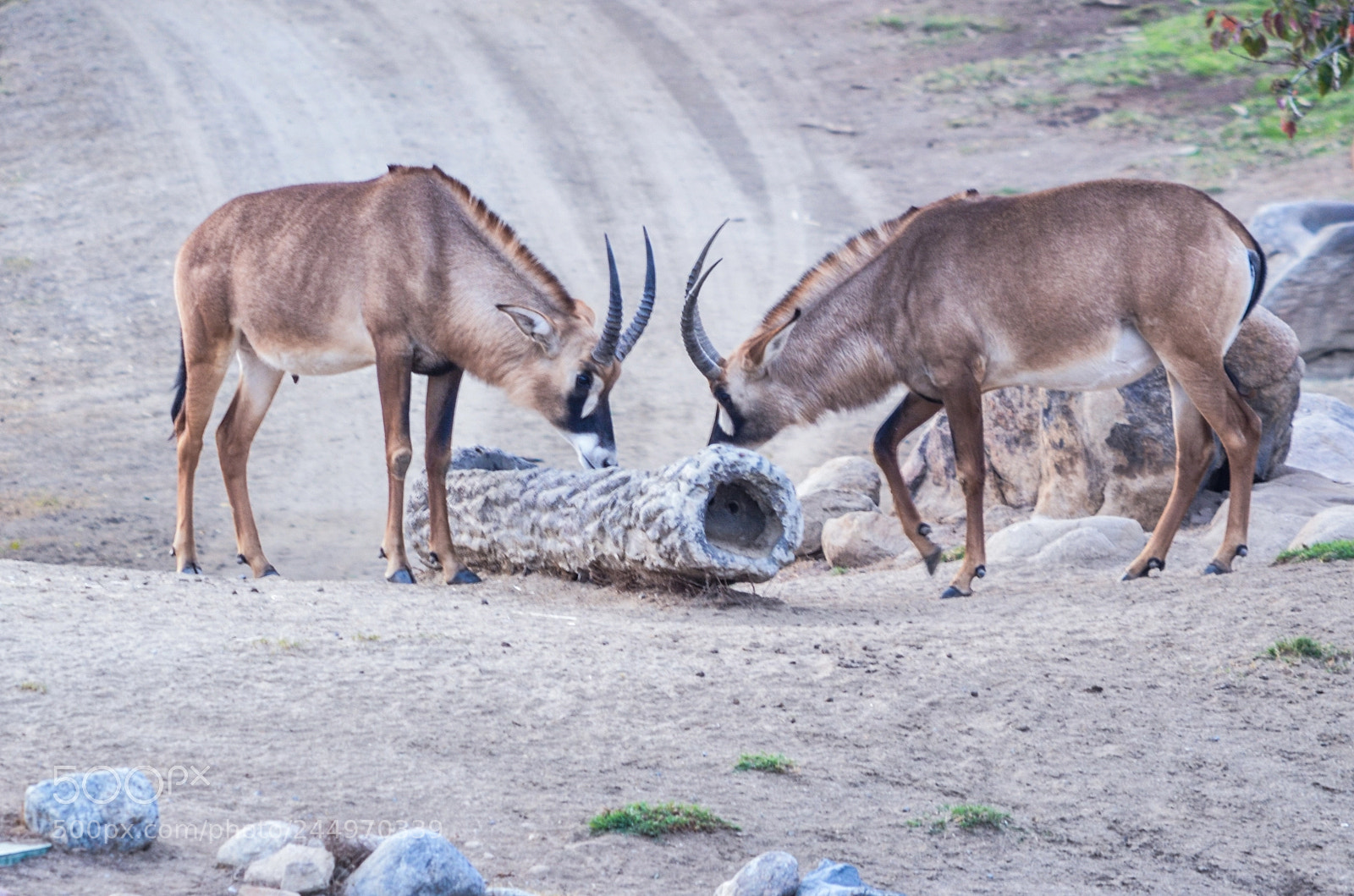 Nikon D5100 sample photo. Gazelle photography