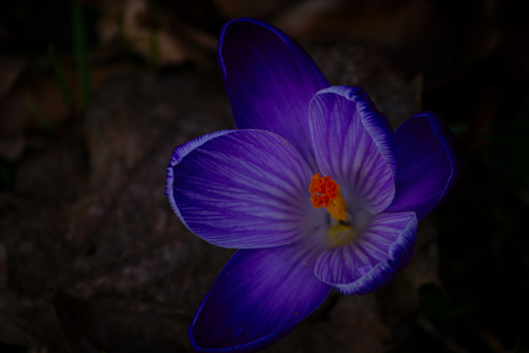 Canon EF-S 55-250mm F4-5.6 IS II sample photo. I am looking for spring... ii photography