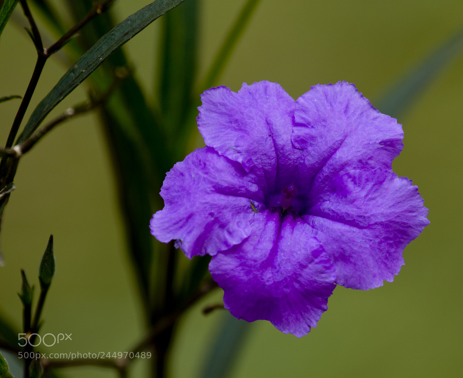 Canon EOS 50D sample photo. Passionate for purple photography