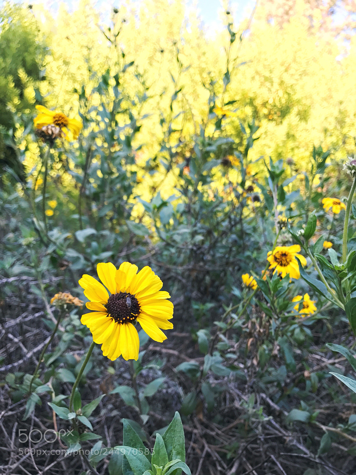 Apple iPhone 7 Plus sample photo. Mini sunflower with beetle photography
