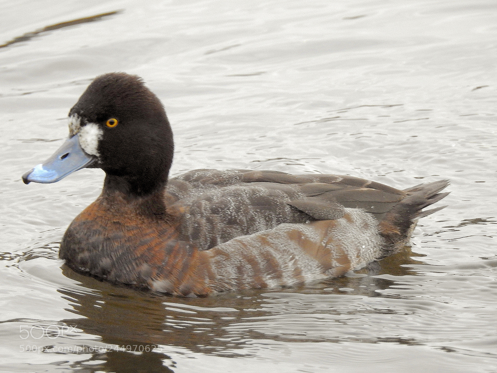 Nikon Coolpix P900 sample photo. Scaup photography