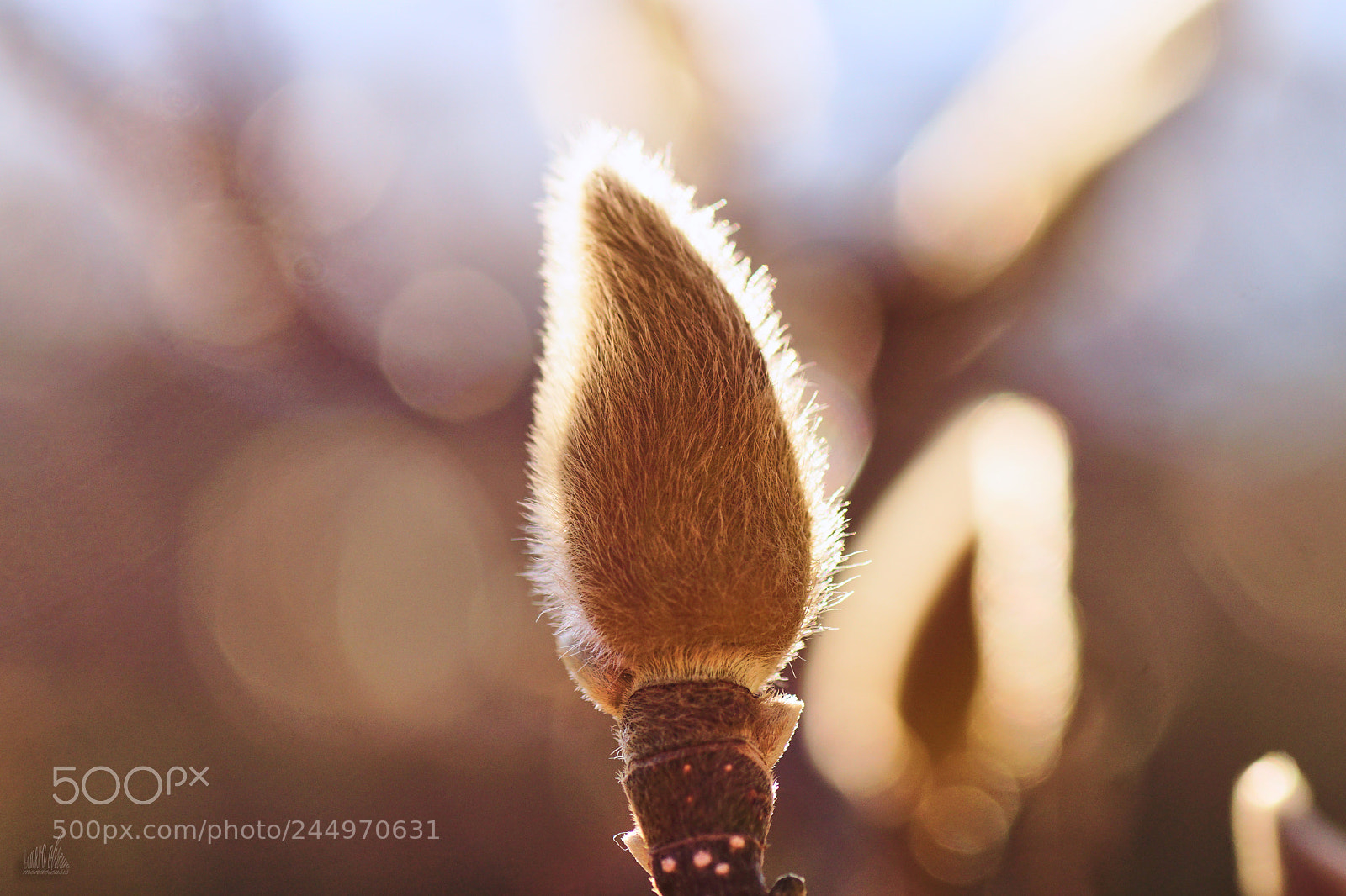 Sony ILCA-77M2 sample photo. Furry photography