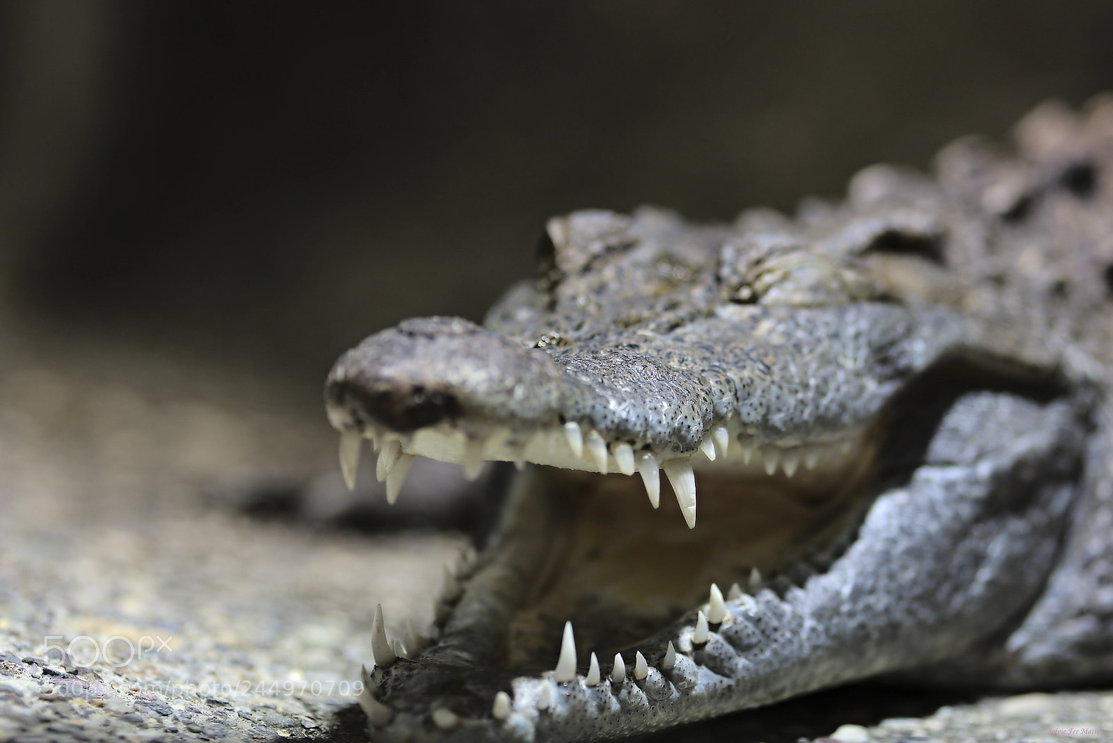 Nikon D7200 sample photo. Spiky photography