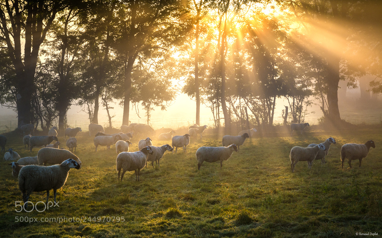 Nikon D7100 sample photo. Lumière du matin... photography