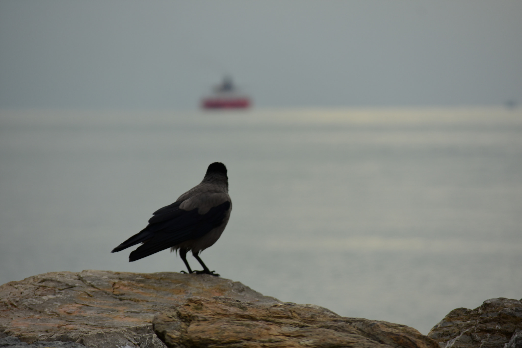 Nikon D7200 sample photo. Karga / crow photography