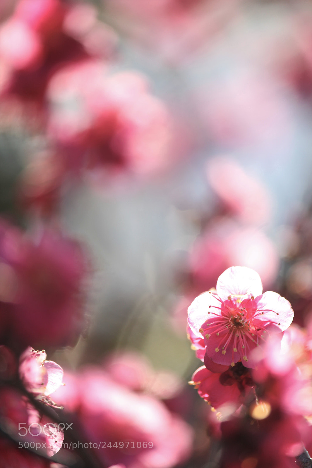 Canon EOS 60D sample photo. Winter sunshine photography