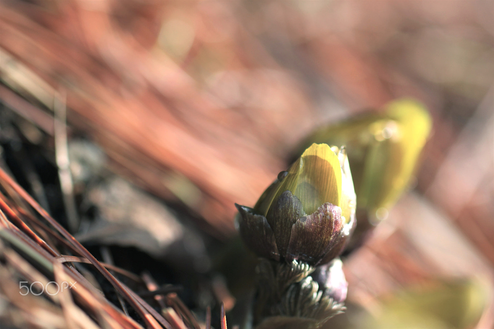 Sigma 50mm F1.4 EX DG HSM sample photo. In early spring photography