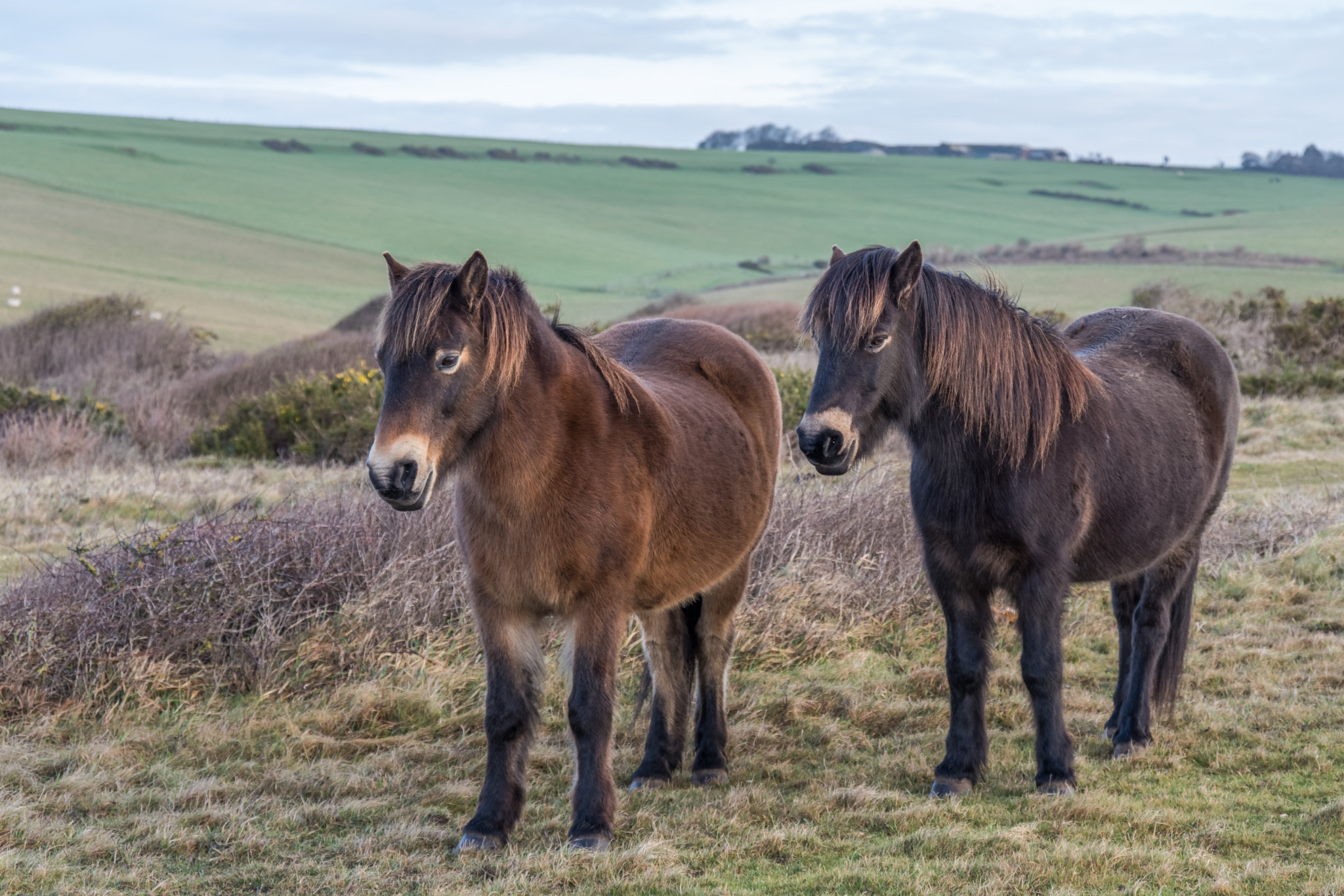 Pentax K-1 sample photo. Exmoor ponies photography