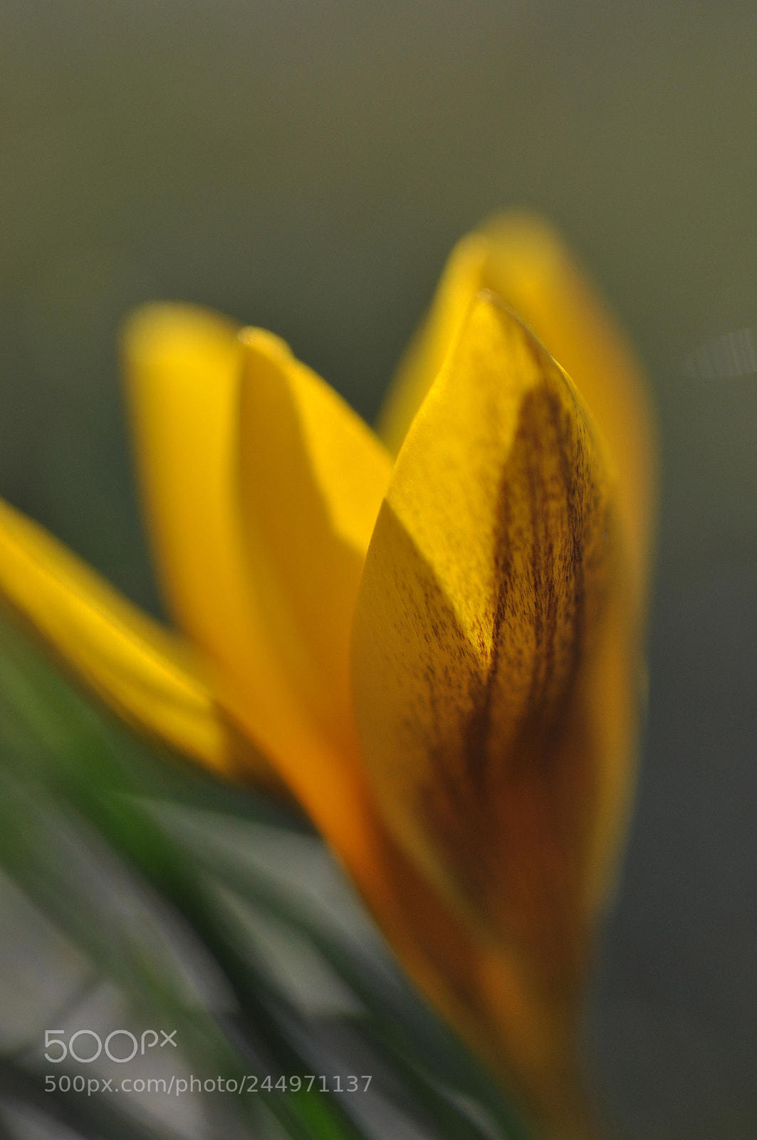 Nikon D90 sample photo. Early crocus closeup photography
