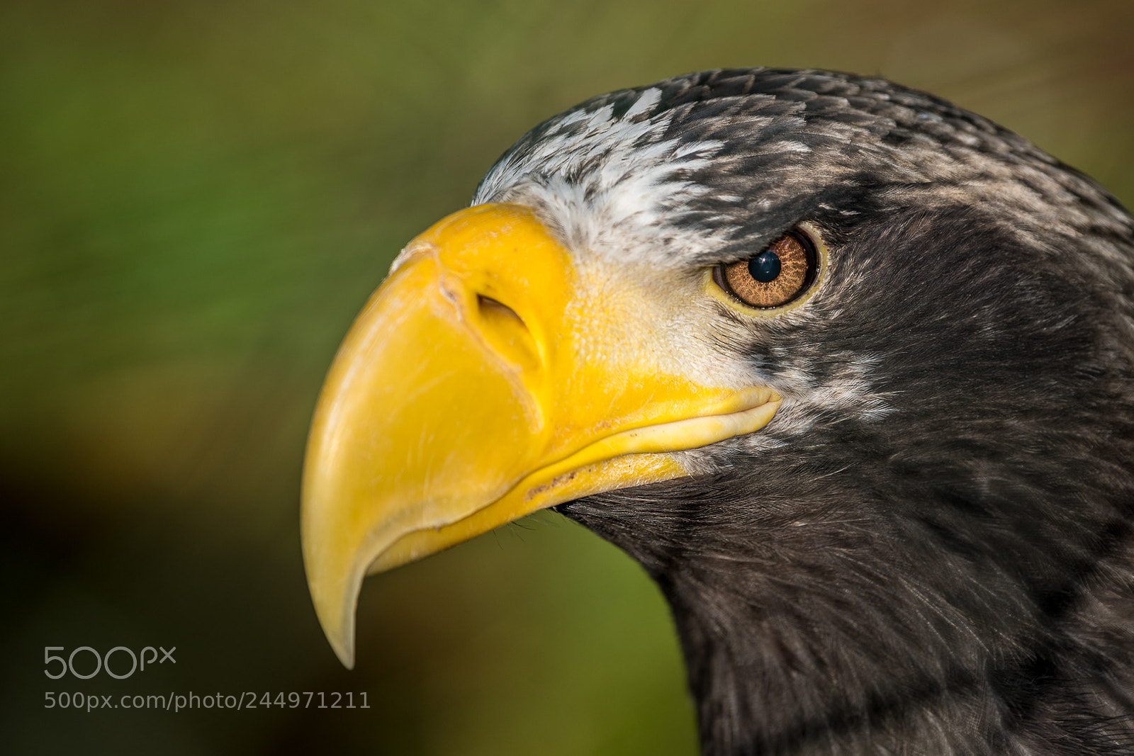 Nikon D500 sample photo. Steller's sea eagle photography