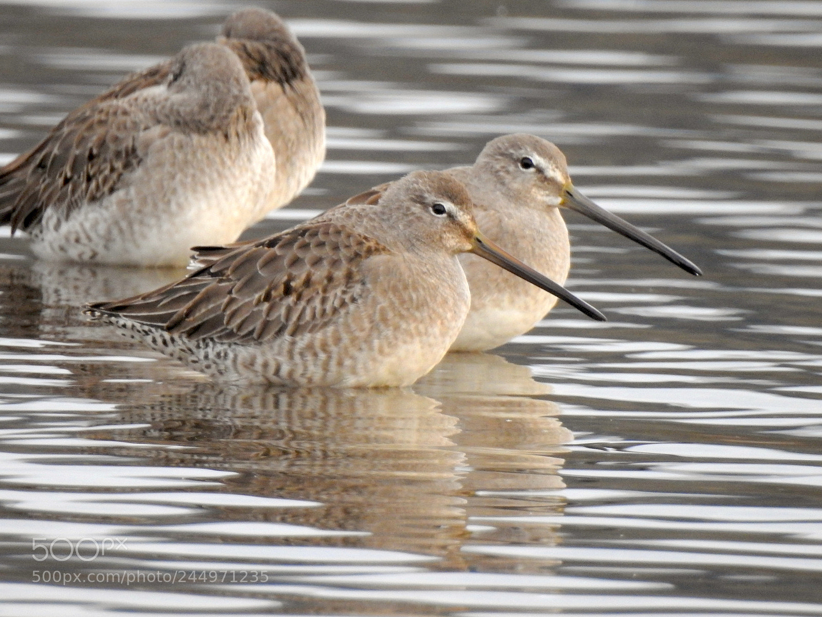 Nikon Coolpix P900 sample photo. Long-billed dowitcher photography