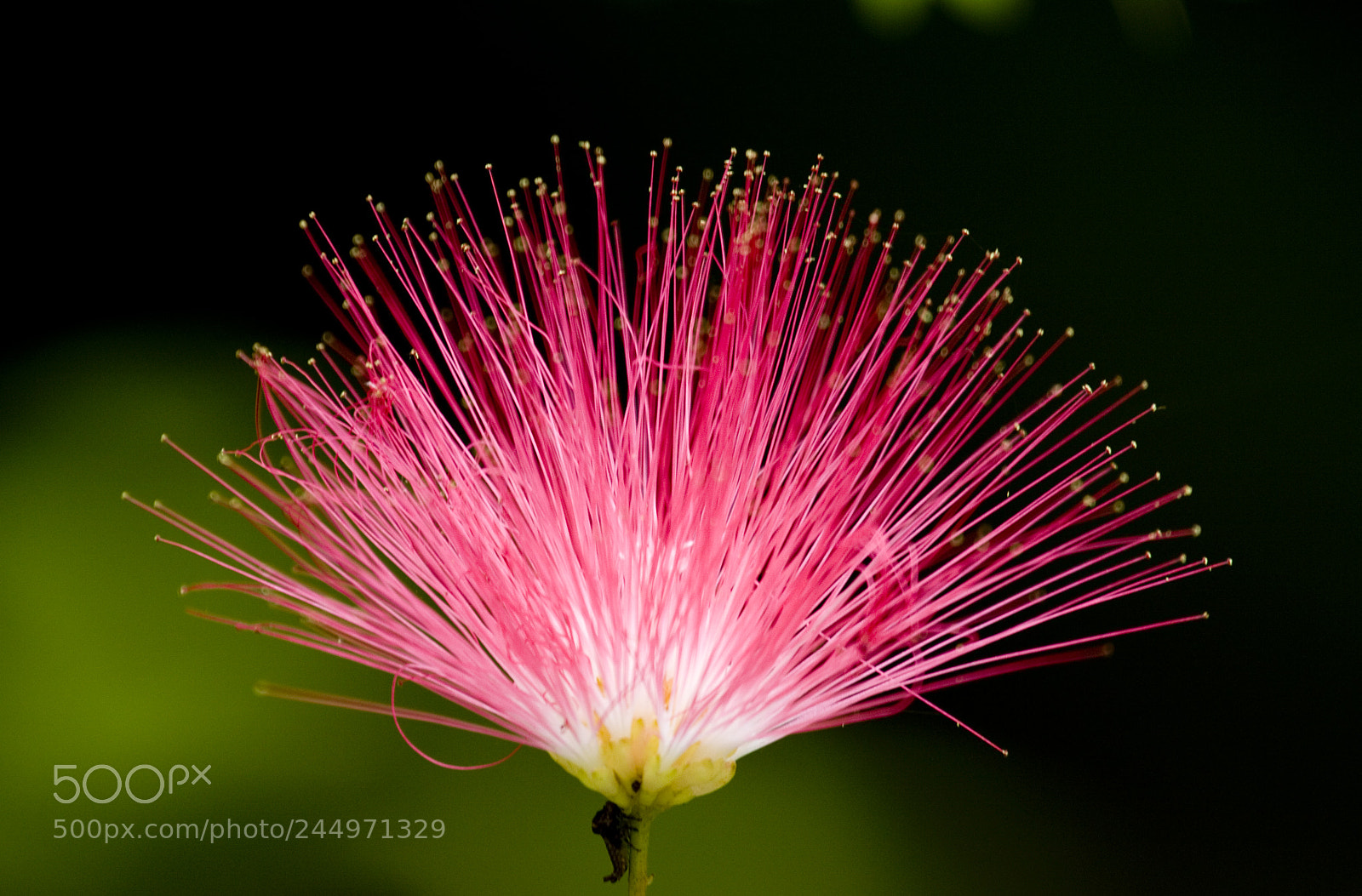 Canon EOS 50D sample photo. Natural fireworks photography