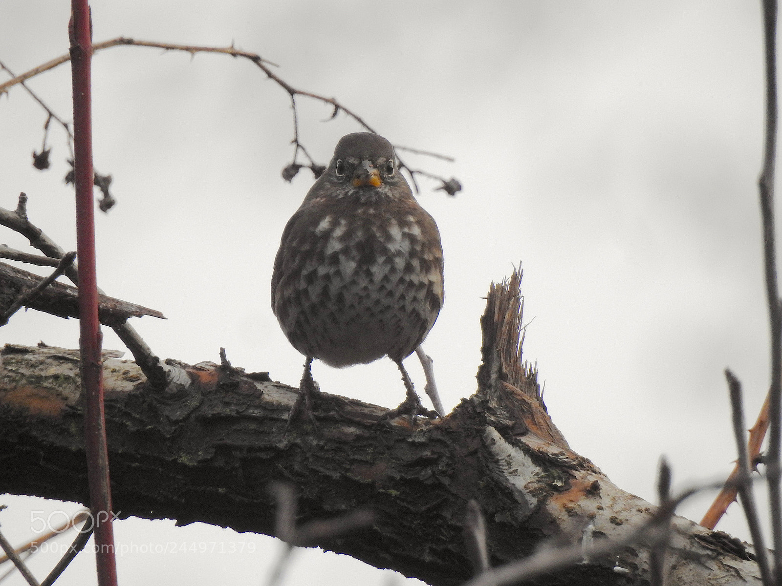 Nikon Coolpix P900 sample photo. Fox sparrow photography