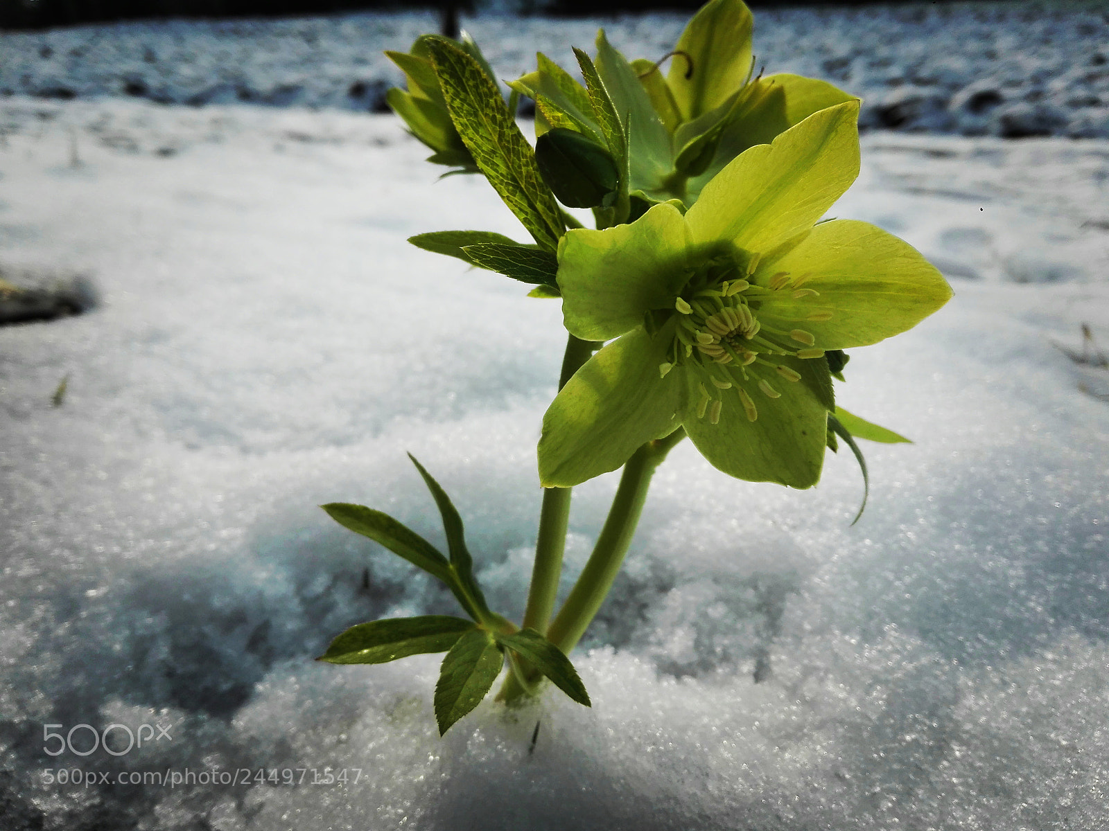 HUAWEI P8 Lite sample photo. Green photography