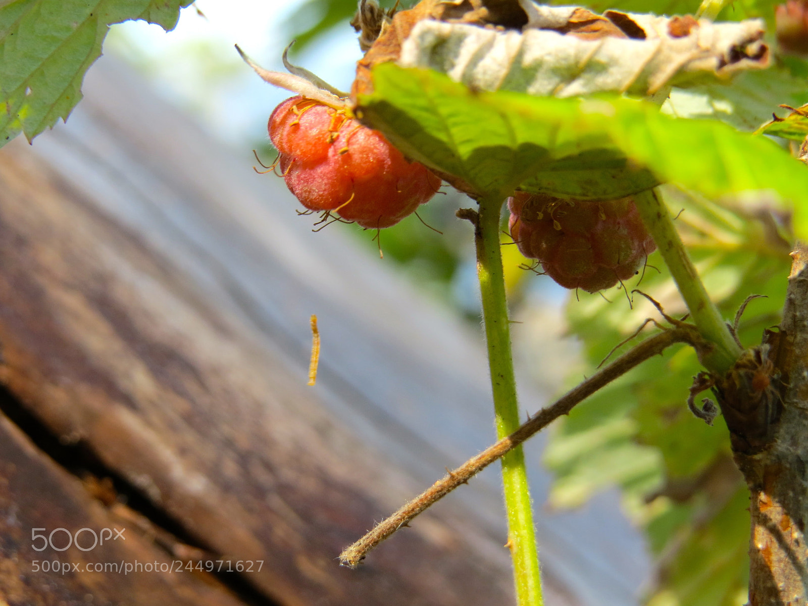 Canon PowerShot SX50 HS sample photo. Hang in there dear photography