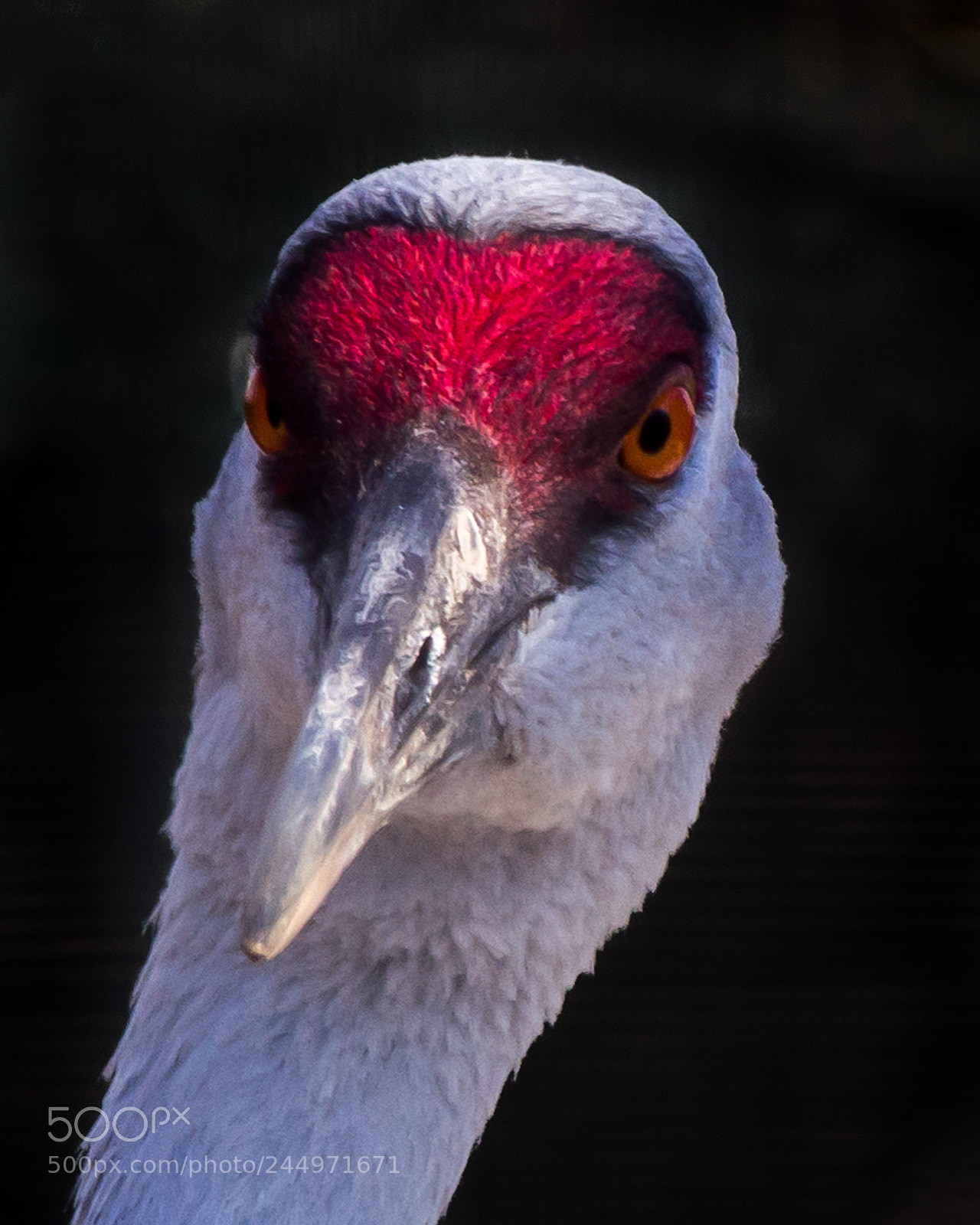 Olympus OM-D E-M5 sample photo. Portrait of a sandhill photography